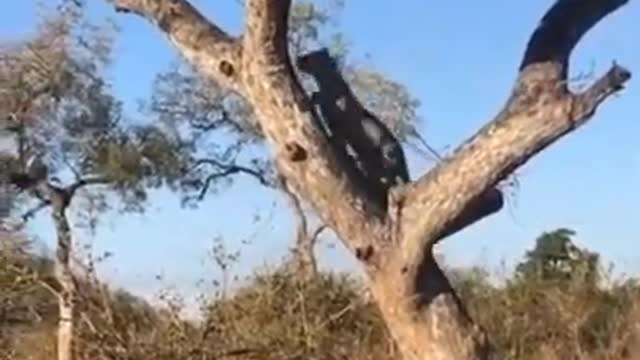 Leopards easily paddles the tree