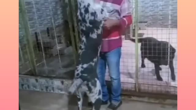 Great Dane puppy gets fired | But Dane love owner