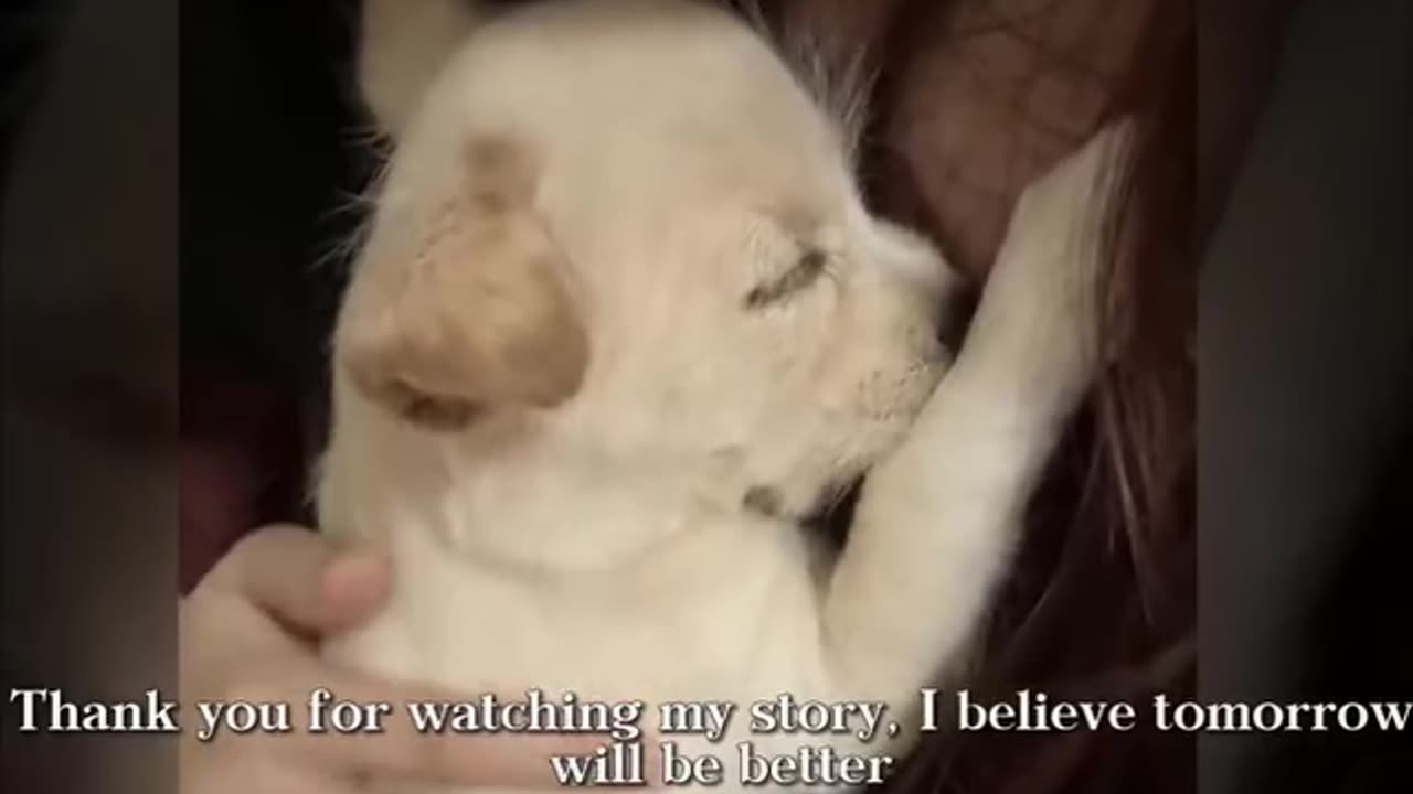 NEW BORN CUTE PUPPY CRYING FOR HELP