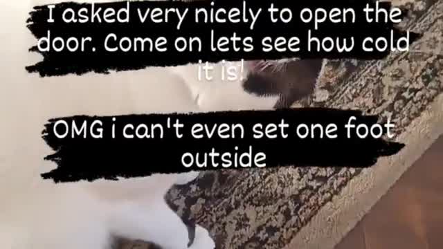 How a cat gets what he wants