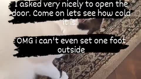 How a cat gets what he wants