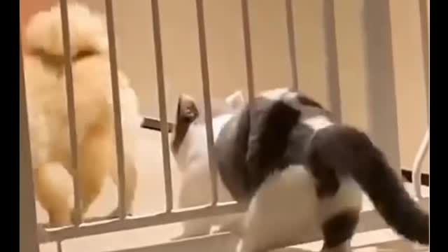 Funny Cats Video