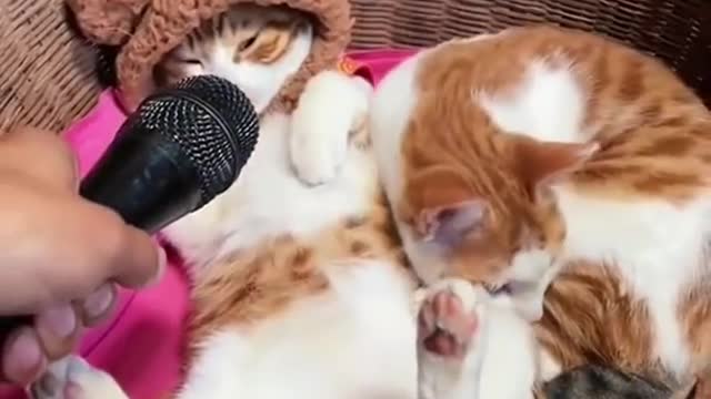 Funny cat short video