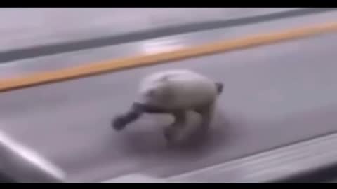 This Video Shocked Humans,Turtle Running Like Leopard. Deja Vs Turtle