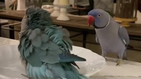 The most beautiful sound you can hear(parrot🐦🐦)