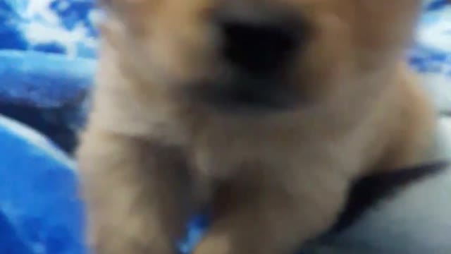 Cute Funny Small Dog Pomeranian - Video