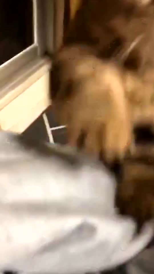 Hello, meow meow 🐱🐱🐱#foryou #pet #cat #cute