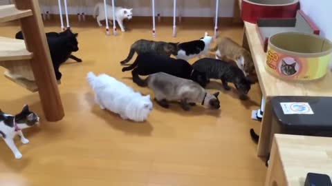 Curious Cats
