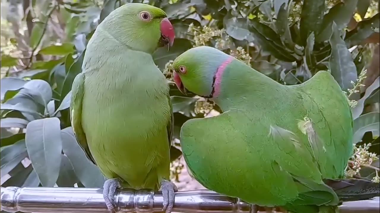 Ringneck Parrot Videos Compilation!!!