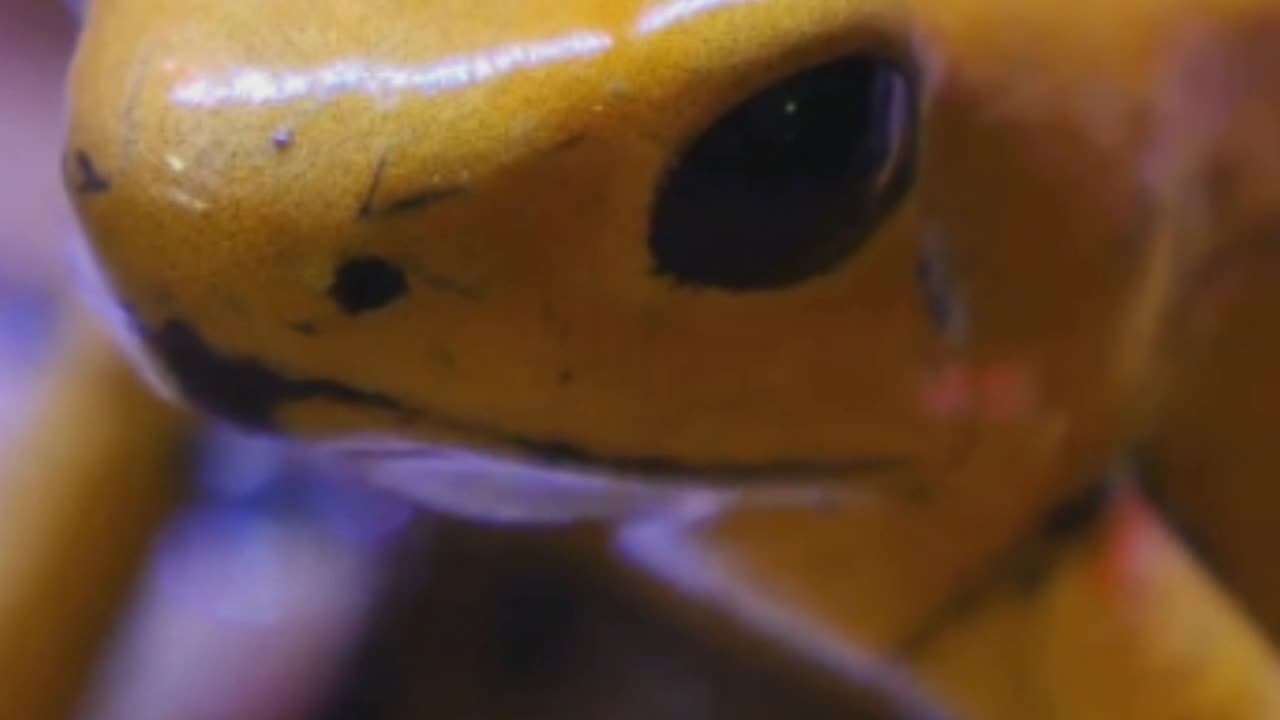 Unique Facts about the Poisonous Golden Frog