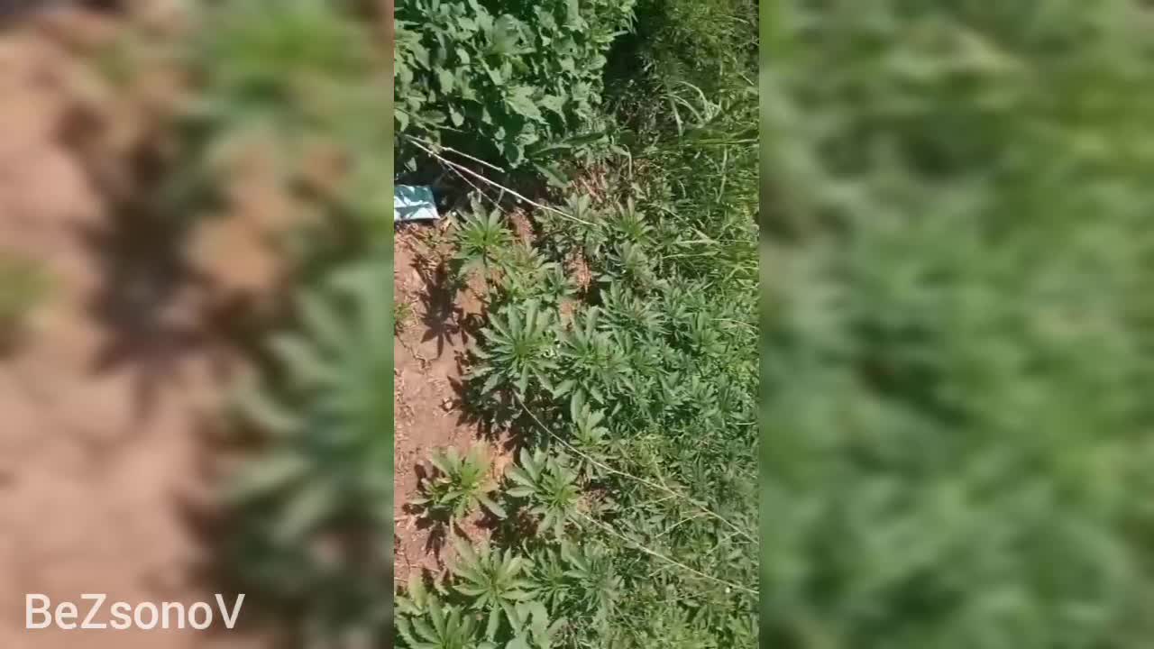 Ukraine War - Plantation of marijuana at the former positions of the AFU