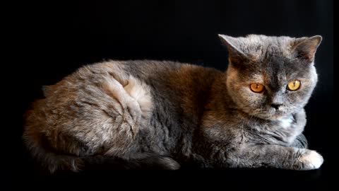 This cat has pretty eyes. Watch it.