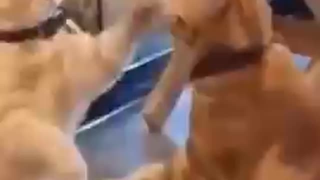 Cat funny video