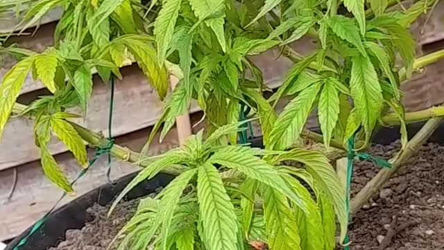 TESTING WATER FOR CANNIBIS SOIL