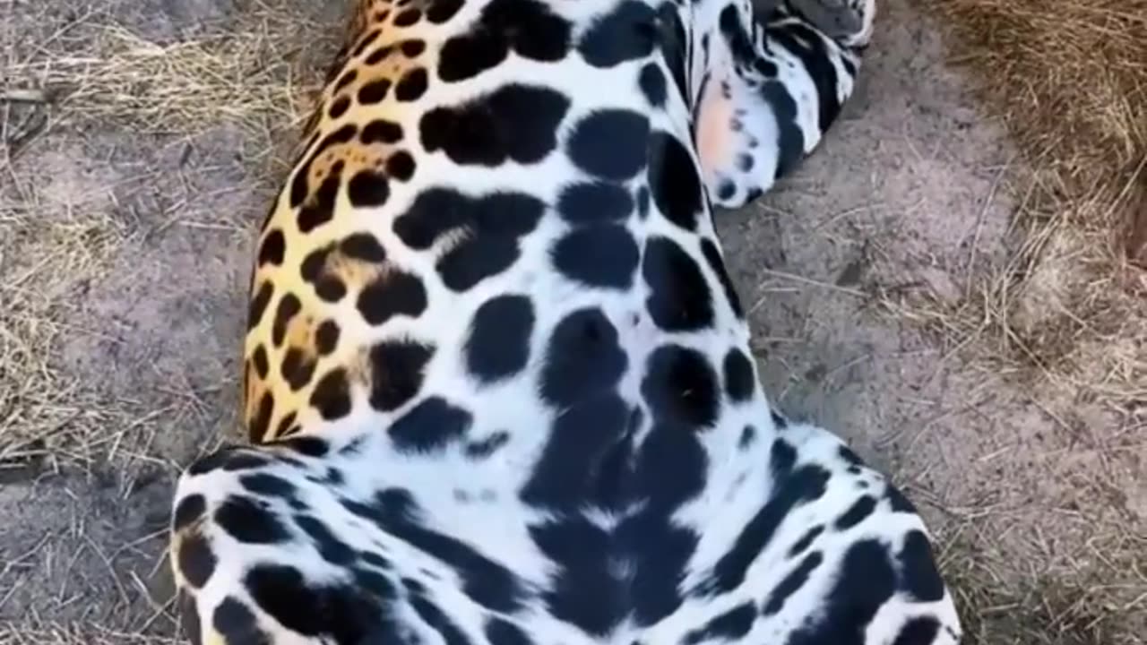 BIG Jaguar Belly