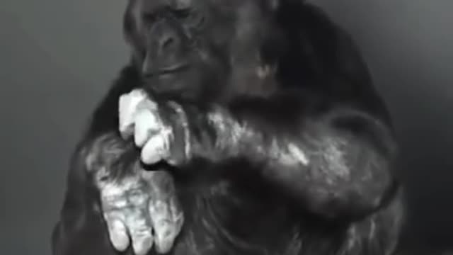 KoKo’s last message to humanity.😥