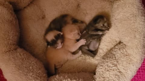 Baby kitties starting to play