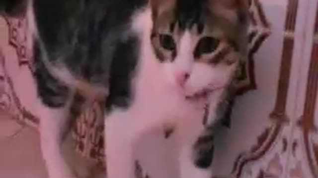 Cats are so funny you will dielaughing Funny cat compilation