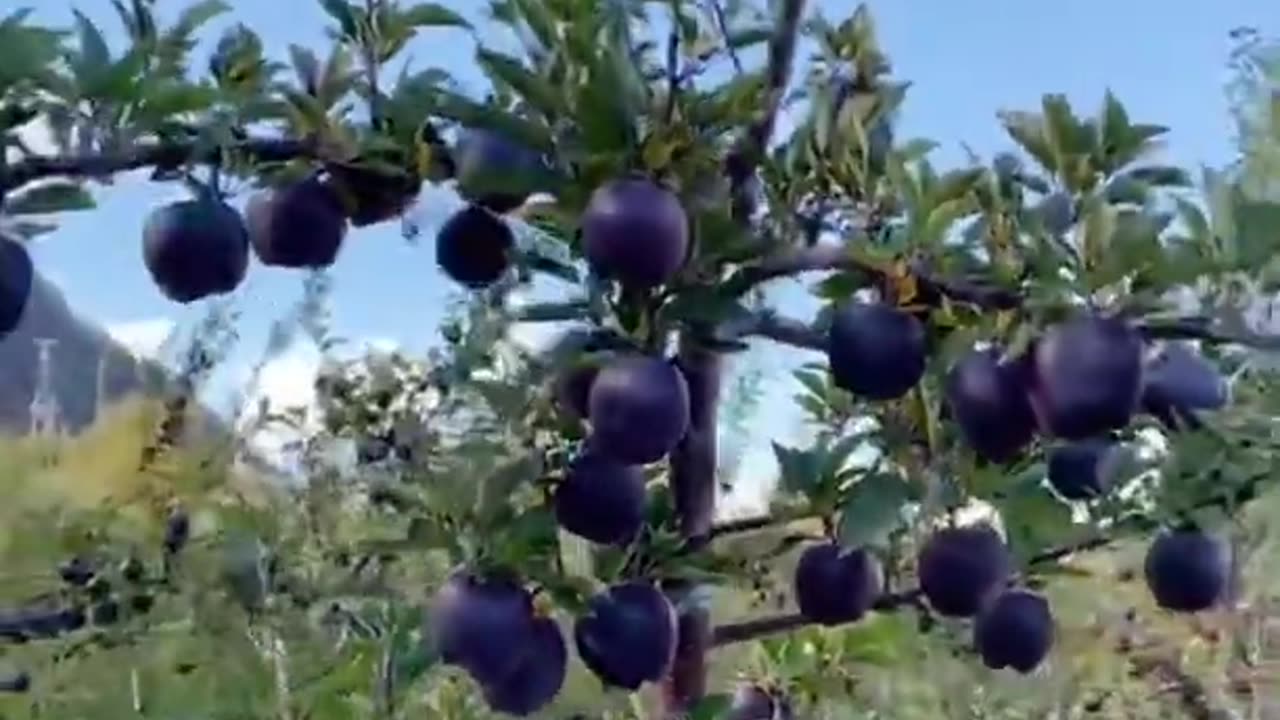 Black diamond Apple crispy and crunchy