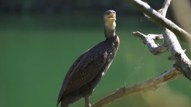 Cormorant.god