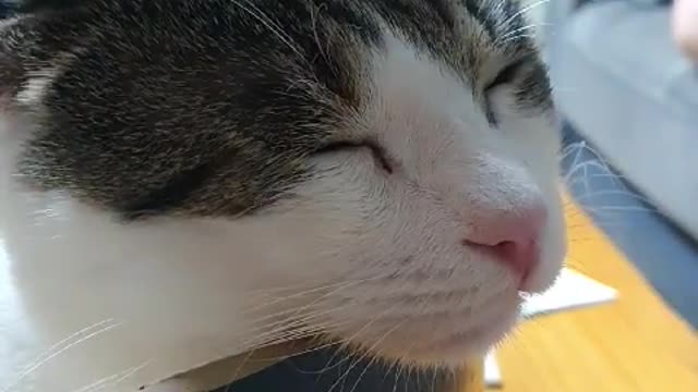 Cat During Facial Massage