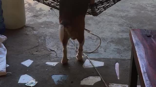 Hound in a Hammock