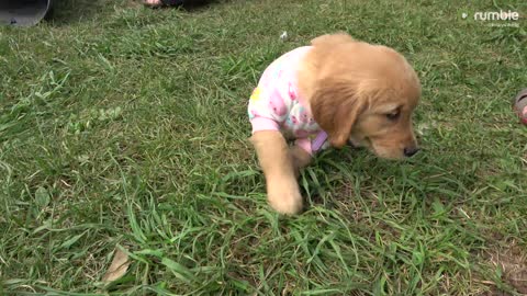 Playful puppy is very proud of her new pajamas