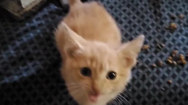 Cute Cat yells for some more food