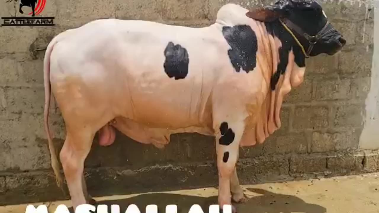 Cow bath time