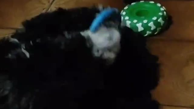 Luna with her toy