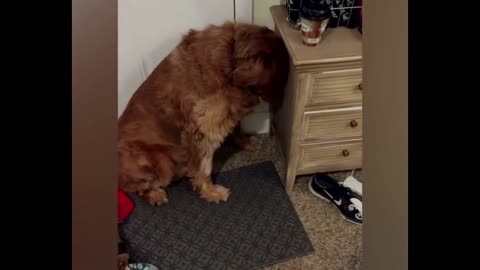 Funny Guilty dog 🐕