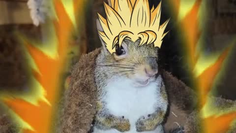 Dragon Ball Squirrel - Sammy & Barkley 🐿️🐉🐿️