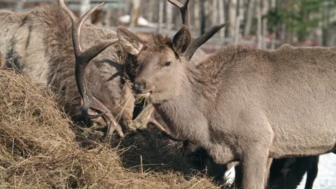 Wonderful buck