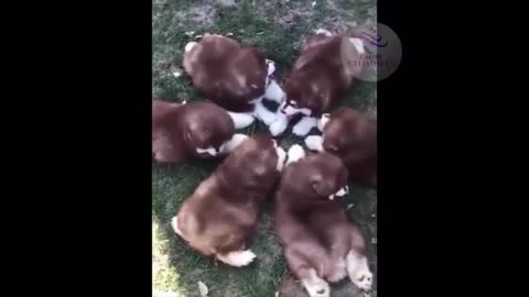 Beautiful playful dogs videos - so cute