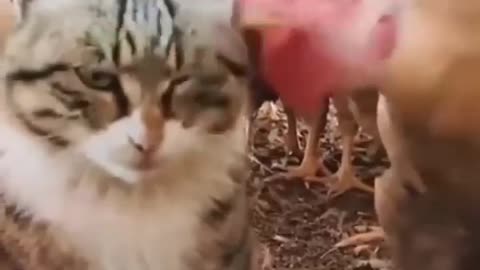 My romantic cat #funnycat #animalsvideo #shortsvideo #tiktokvideo