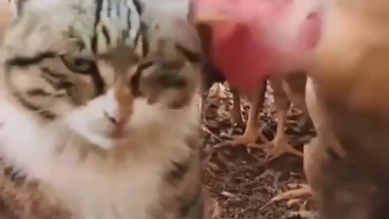 My romantic cat #funnycat #animalsvideo #shortsvideo #tiktokvideo