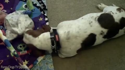 Baby Laughing While Feeding Basset Hound Funny Dogs and Babies