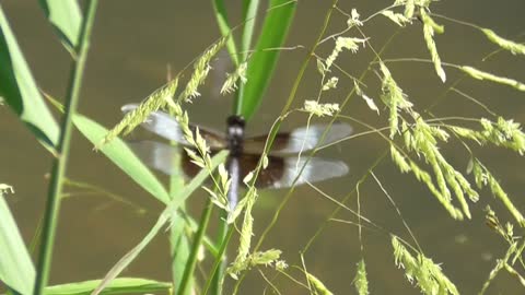 345 Toussaint Wildlife - Oak Harbor Ohio - Dragon Fly Extraordinaire