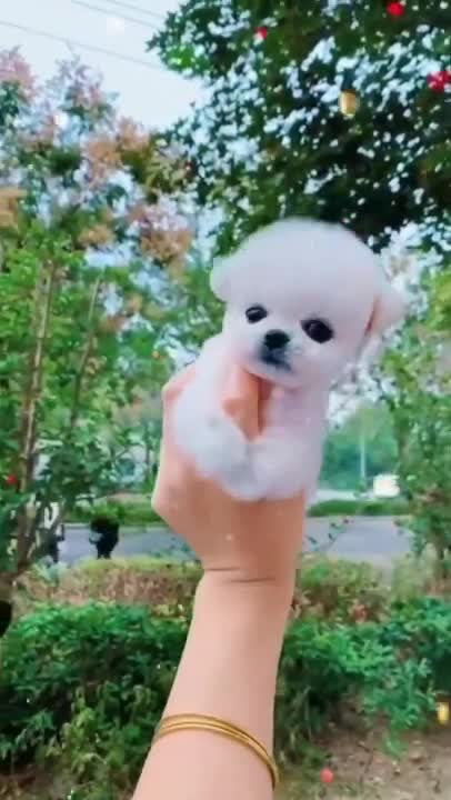 Cute Funny Puppy Videos 2021 # #short_2