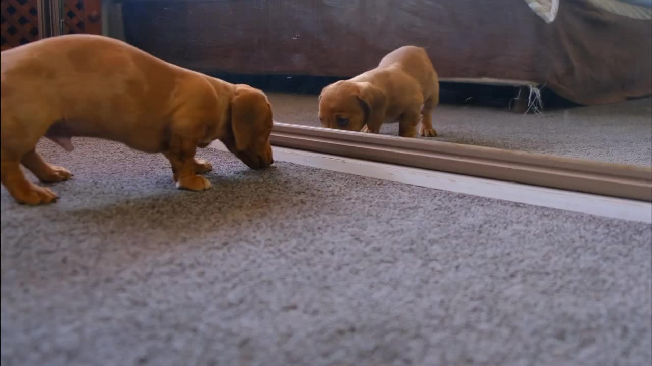 Puppy in the Mirror