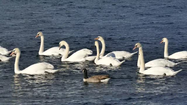 Swans Duck Water White Bird Nature Animal