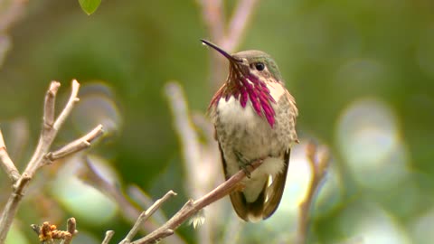 Suara burung cantik