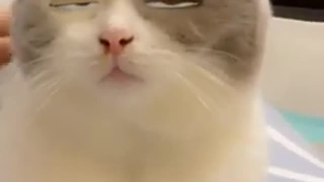 Funny cute cat videos