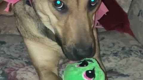 cute puppy
