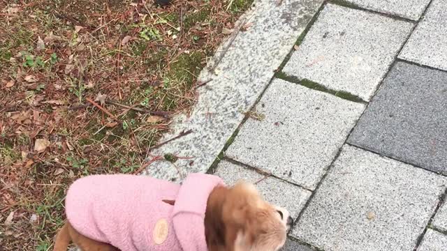 a cute puppy taking a walk