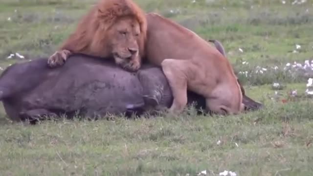 【Wild animals】 Lion hunts buffalo as a couple #shorts