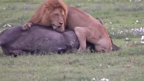 【Wild animals】 Lion hunts buffalo as a couple #shorts