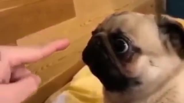A cute funny puppy....