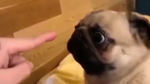 A cute funny puppy....