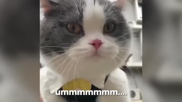 Cat Speaking Like Humans